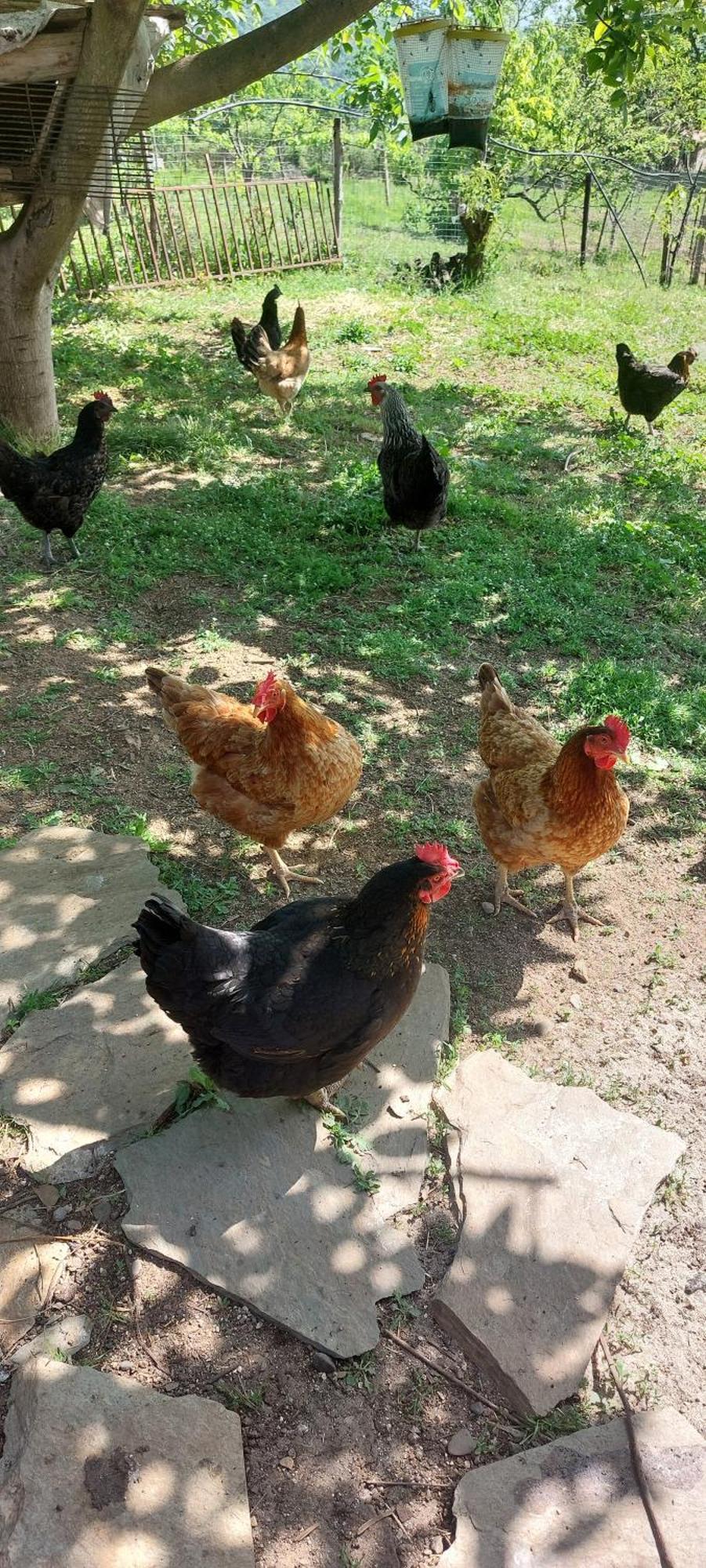 Country Home Genesi 20 Min From Trikala Extérieur photo